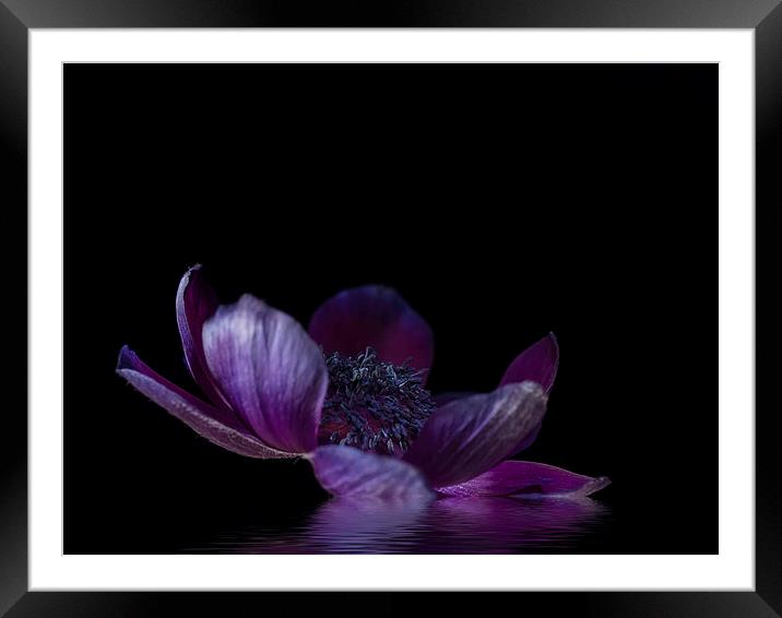  Purple Anemone Framed Mounted Print by Anne Miller