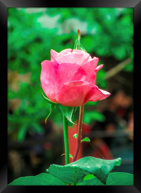  Rose Framed Print by Ram Maharjan
