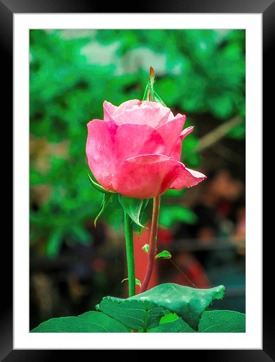  Rose Framed Mounted Print by Ram Maharjan