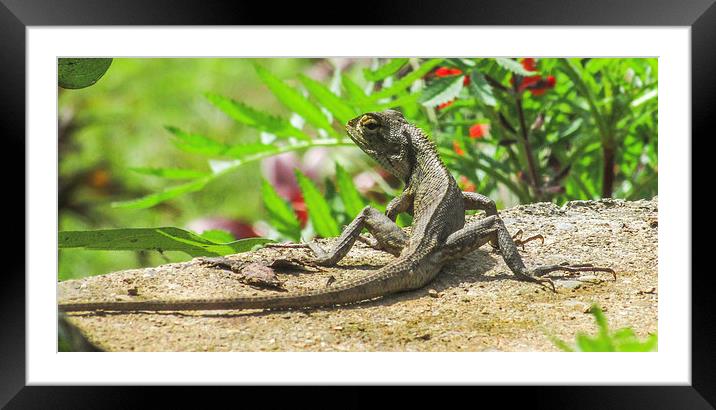  Garden Lizard Framed Mounted Print by Ram Maharjan