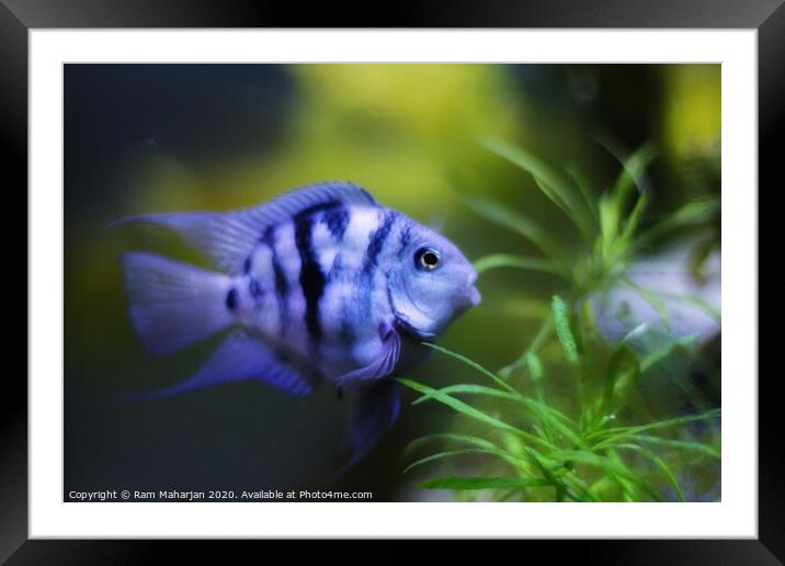 Pollar Parrot Fish Framed Mounted Print by Ram Maharjan