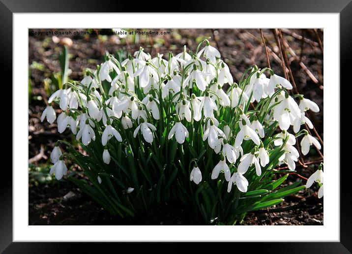 Snowdrops  Framed Mounted Print by sarah chilton