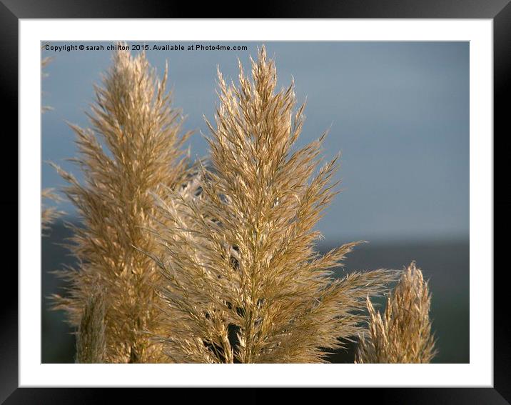  golden grasses Framed Mounted Print by sarah chilton