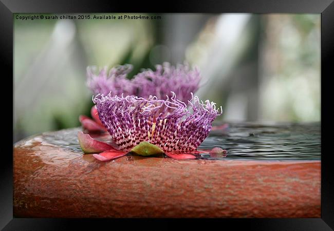  Water lily Framed Print by sarah chilton