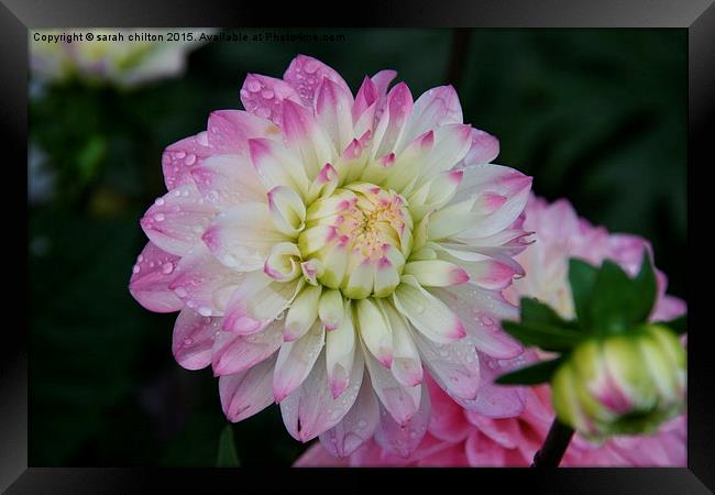 Cream and mauve Decorative Dahlia Framed Print by sarah chilton