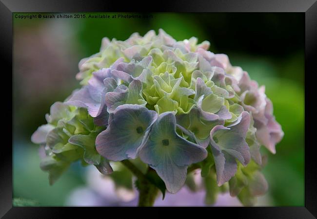  Lilac Hydrangea Framed Print by sarah chilton