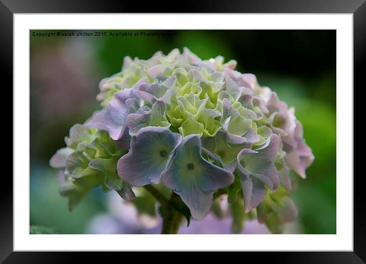  Lilac Hydrangea Framed Mounted Print by sarah chilton