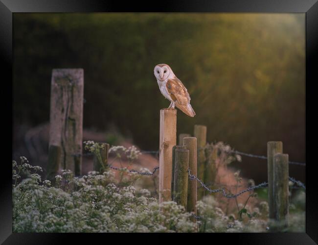 Barn Owl hunting in the evening sun Framed Print by Andrew Scott