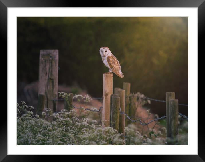 Barn Owl hunting in the evening sun Framed Mounted Print by Andrew Scott