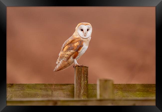 Barn Owl on a fence Framed Print by Andrew Scott