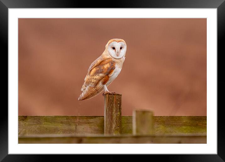 Barn Owl on a fence Framed Mounted Print by Andrew Scott