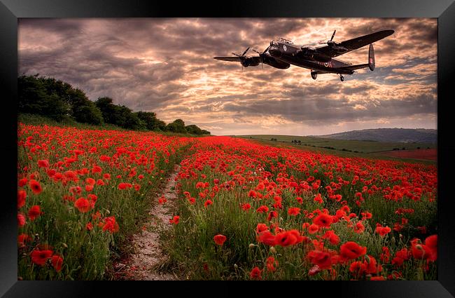  Lancaster bomber Vera, flying over poppy fields Framed Print by Andrew Scott