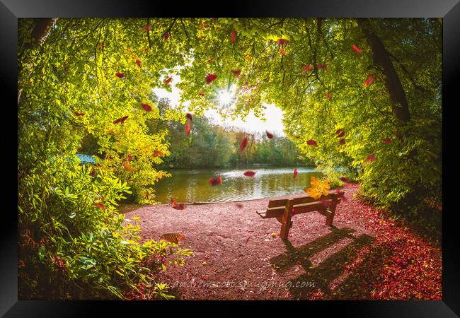 Autumn leaves falling at Hartsholme Park, Lincoln Framed Print by Andrew Scott