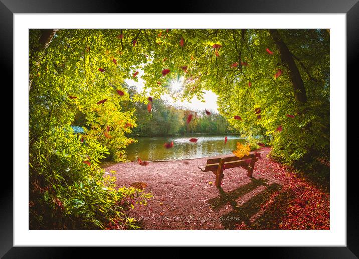Autumn leaves falling at Hartsholme Park, Lincoln Framed Mounted Print by Andrew Scott