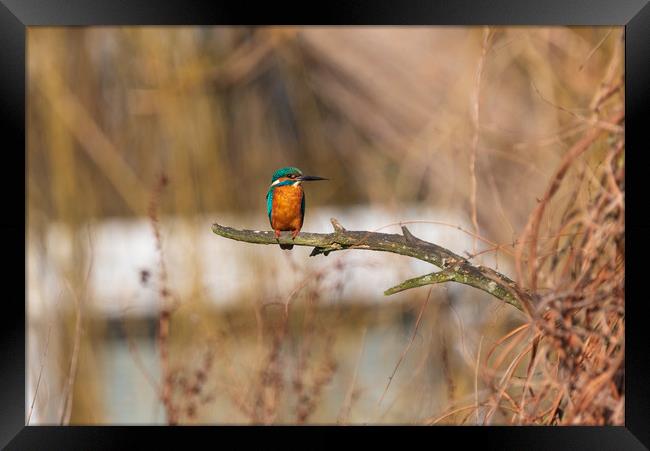 Kingfisher Framed Print by Andrew Scott