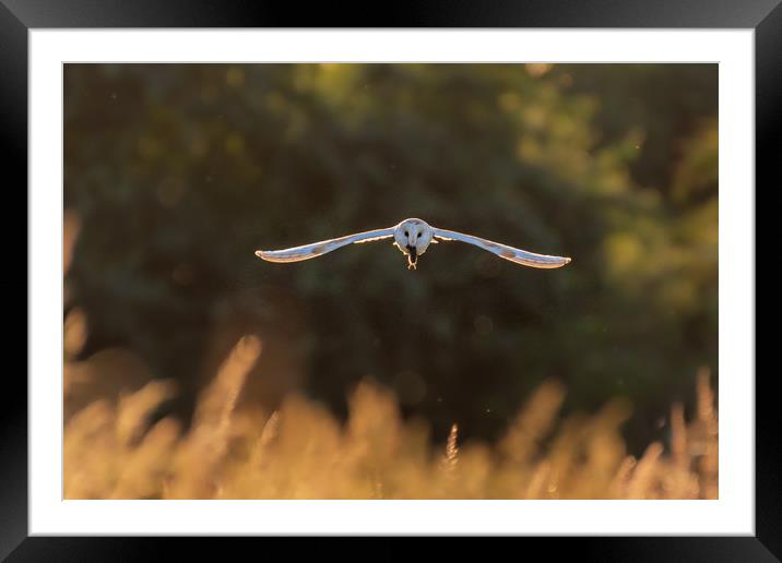 Barn owl in flight with mouse Framed Mounted Print by Andrew Scott