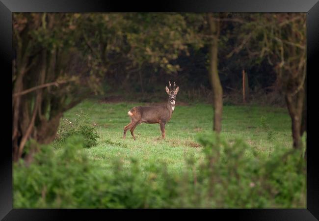 Roe Deer, Lincolnshire Framed Print by Andrew Scott