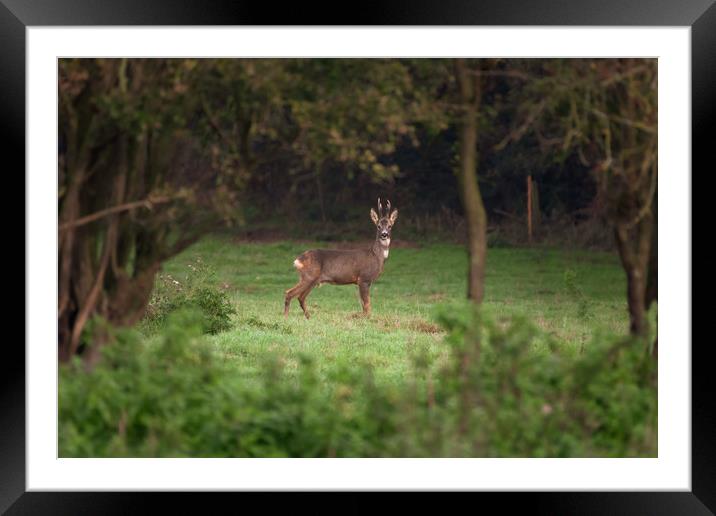 Roe Deer, Lincolnshire Framed Mounted Print by Andrew Scott