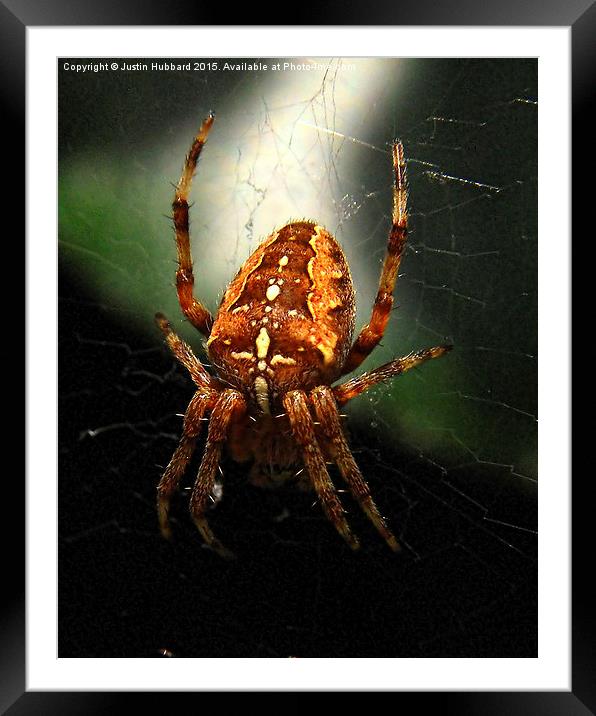  Garden Cross Spider Framed Mounted Print by Justin Hubbard
