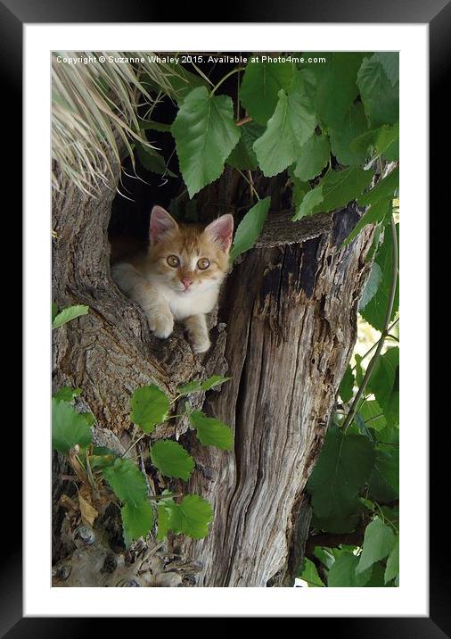  Greek Kitten Framed Mounted Print by Suzanne Whaley