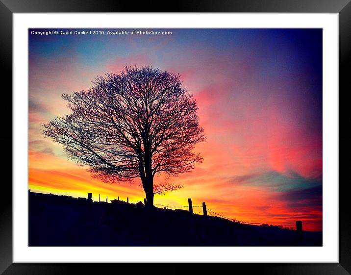  Splendid Tree at Sunset Framed Mounted Print by David Cockell
