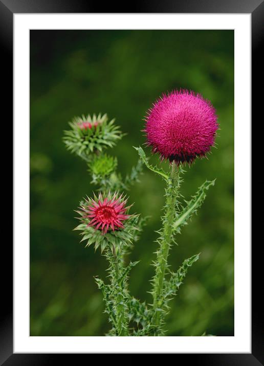  Prickly beauty Framed Mounted Print by Svetlana Korneliuk