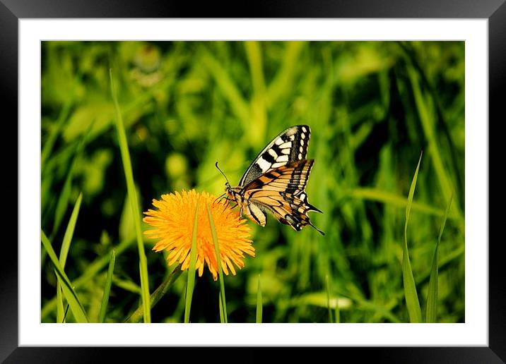 The Old World swallowtail (Papilio machaon) Framed Mounted Print by Svetlana Korneliuk