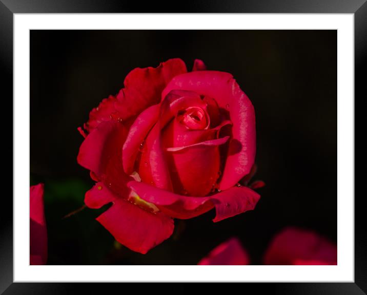  Red Rose Framed Mounted Print by Svetlana Korneliuk