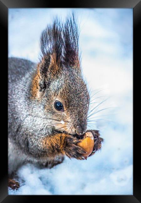 The squirrel with an acorn Framed Print by Svetlana Korneliuk