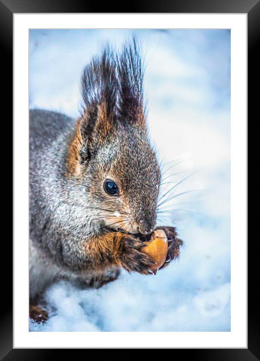 The squirrel with an acorn Framed Mounted Print by Svetlana Korneliuk