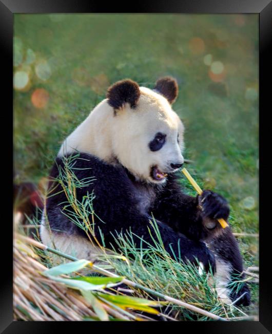 Panda breakfast Framed Print by Svetlana Korneliuk