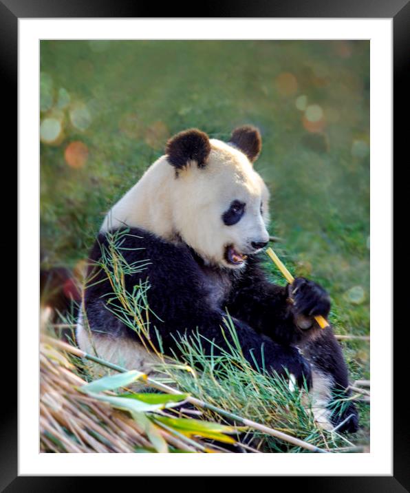 Panda breakfast Framed Mounted Print by Svetlana Korneliuk