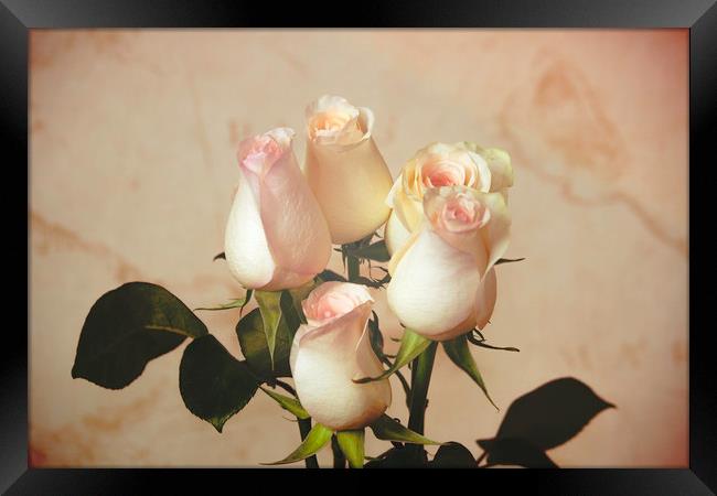 Vintage roses Framed Print by Svetlana Korneliuk