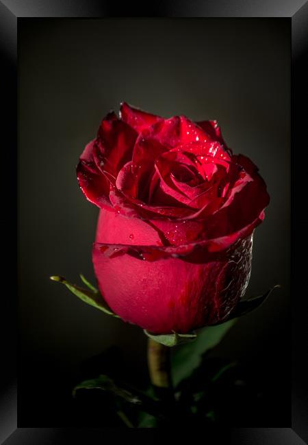 Red rose bud Framed Print by Svetlana Korneliuk