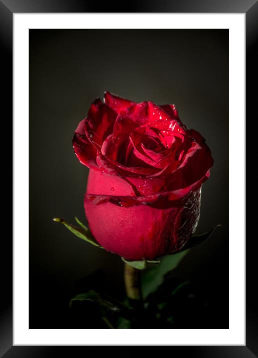 Red rose bud Framed Mounted Print by Svetlana Korneliuk