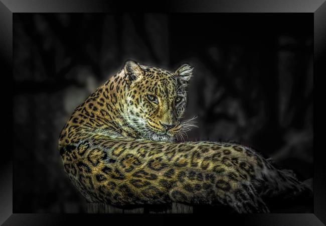The Leopard Framed Print by Svetlana Korneliuk