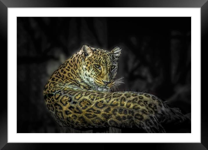 The Leopard Framed Mounted Print by Svetlana Korneliuk