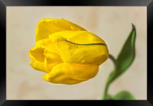 The Yellow tulip Framed Print by Svetlana Korneliuk