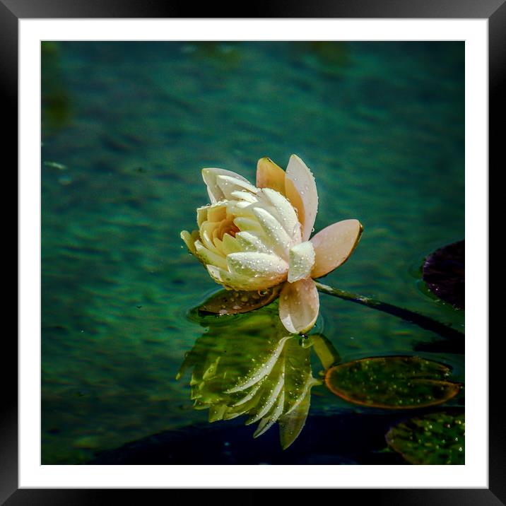 Water Lily after rain Framed Mounted Print by Svetlana Korneliuk