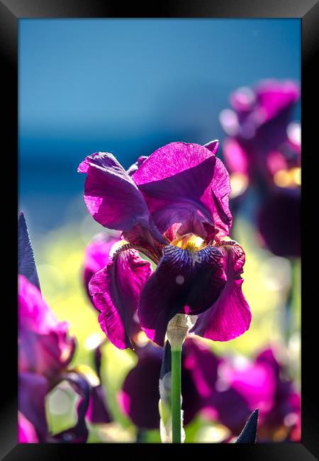  Irises Framed Print by Svetlana Korneliuk