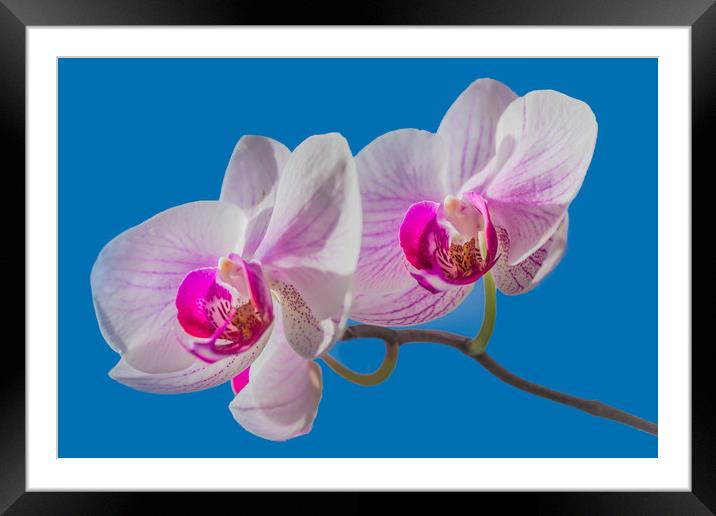 Orchid Framed Mounted Print by Svetlana Korneliuk