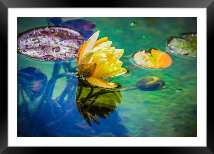 Water lily Framed Mounted Print by Svetlana Korneliuk
