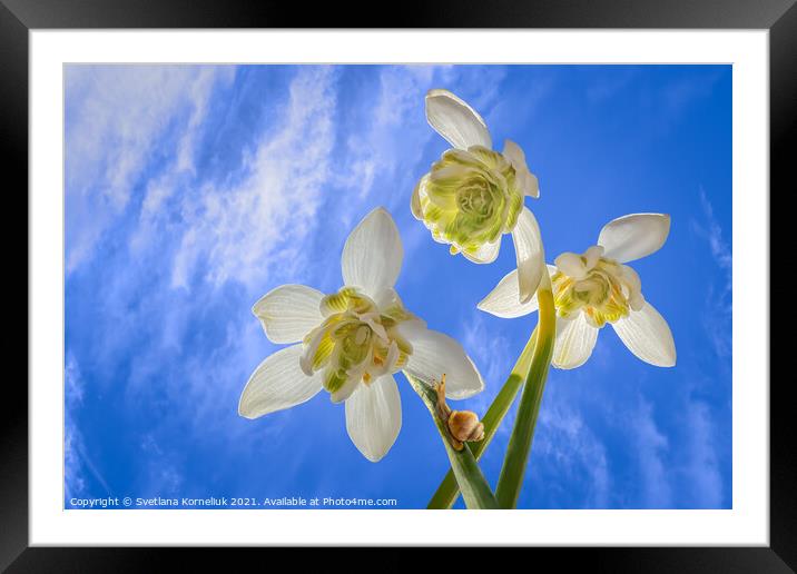 Moving up to the snowdrop Framed Mounted Print by Svetlana Korneliuk