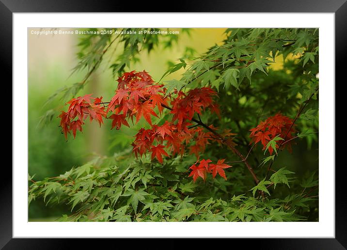  Red in Green Framed Mounted Print by Benno Boschman