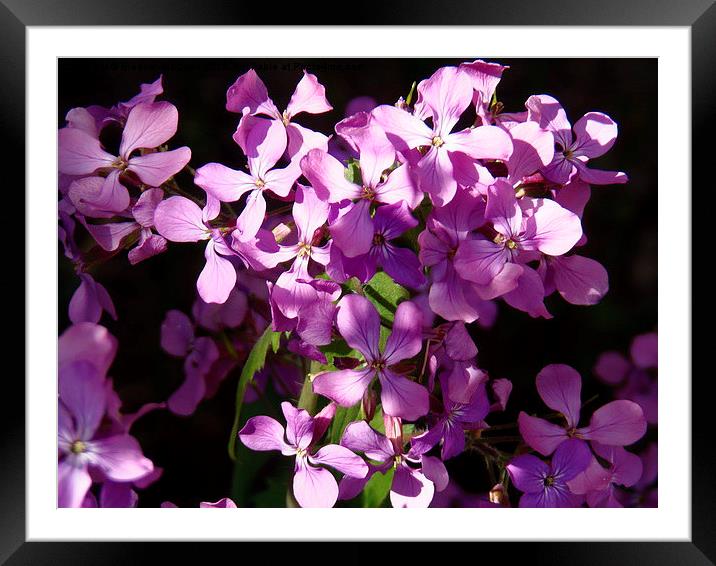  Violet Surprise! Framed Mounted Print by Eleanor McCabe