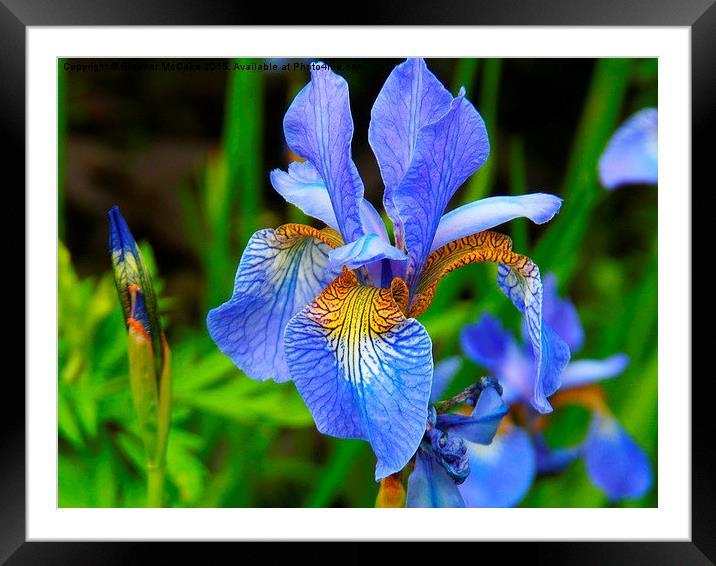  Iris Sky Blue Summer Framed Mounted Print by Eleanor McCabe