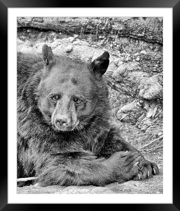 black bear Framed Mounted Print by Paul Fell
