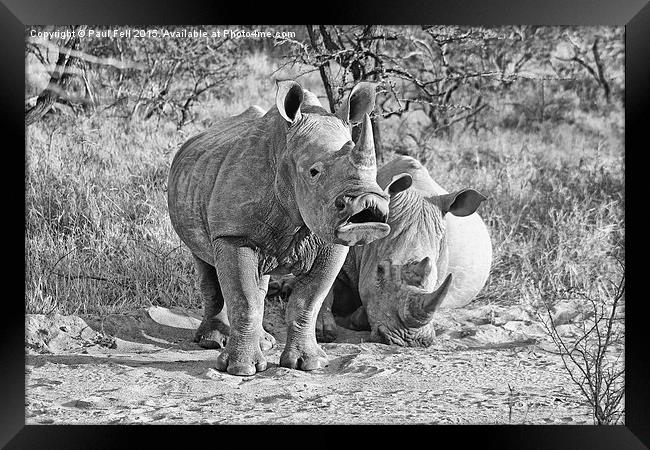 White Rhinoceros Framed Print by Paul Fell
