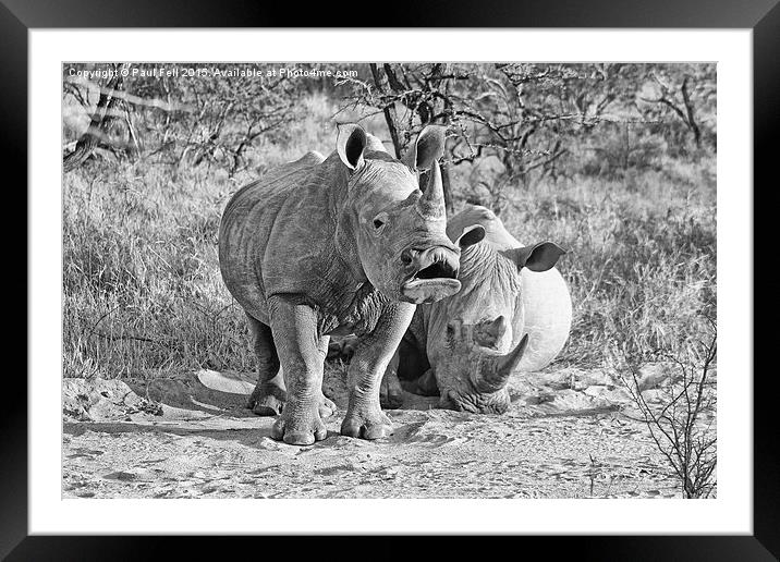White Rhinoceros Framed Mounted Print by Paul Fell