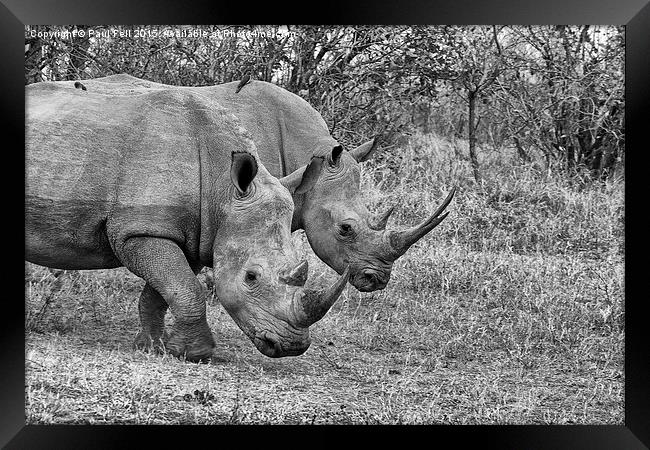 White Rhinocerous Framed Print by Paul Fell
